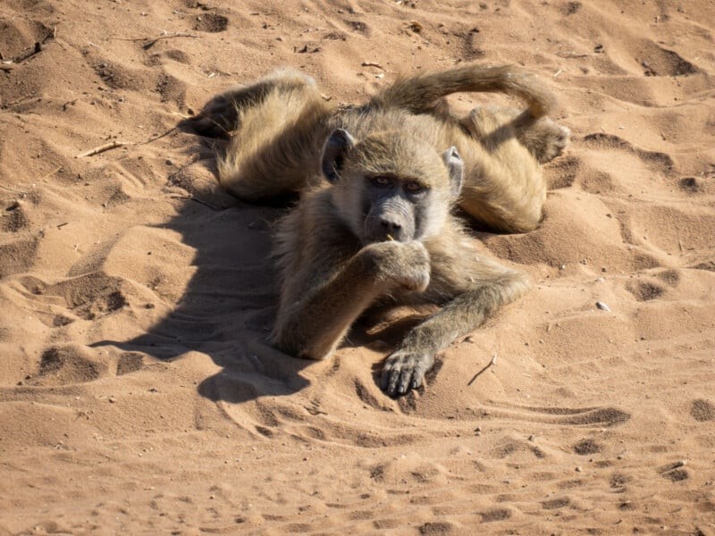 Nikon Comedy Wildlife Awards 2024