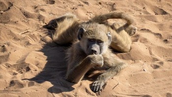 ‘Big Thinker’ karya Jacqueline Treutner Foto: Nikon Comedy Wildlife Awards