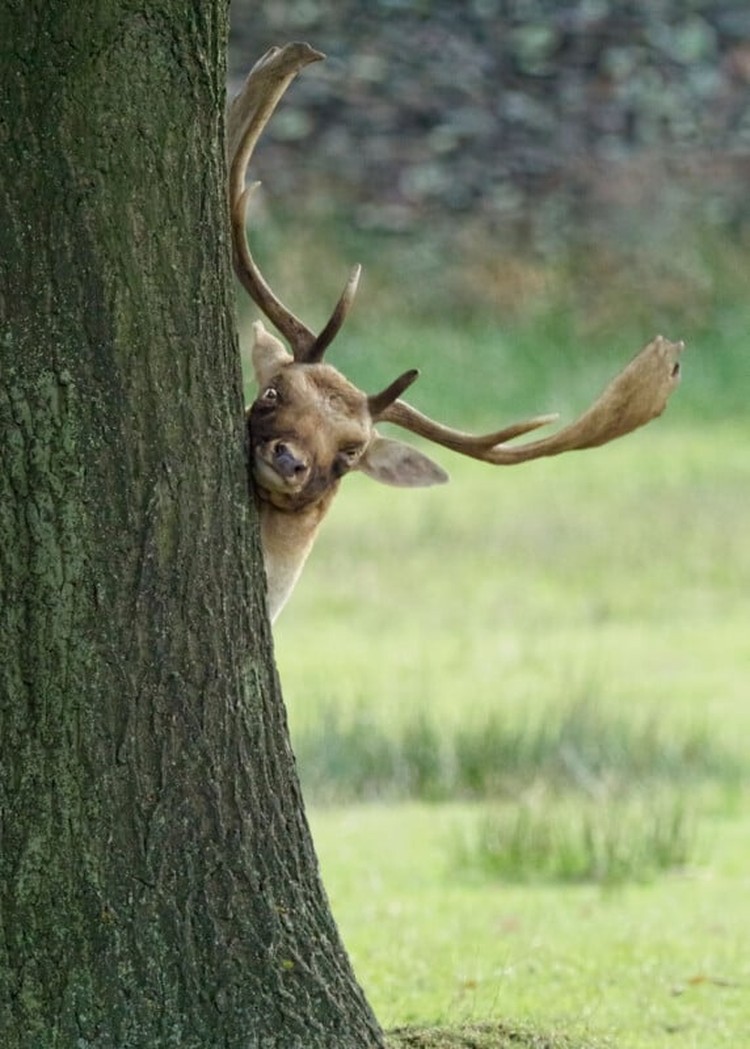 Nikon Comedy Wildlife Awards 2024