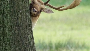 ‘One-Eyed Peeper’ karya Helen Cherry Foto: Nikon Comedy Wildlife Awards