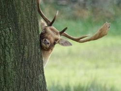 Aksi Kocak Para Hewan yang Terabadikan Kamera, Bikin Ngakak