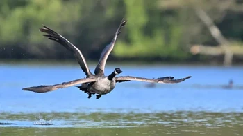 ‘Four-Winged Goose’ karya Elmar Weiss Foto: Nikon Comedy Wildlife Awards