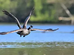Aksi Kocak Para Hewan yang Terabadikan Kamera, Bikin Ngakak