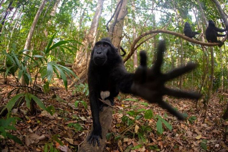 Nikon Comedy Wildlife Awards 2024