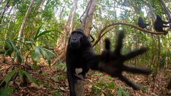 ‘Sir, No Photos, Please’ karya Dario Nessi Foto: Nikon Comedy Wildlife Awards