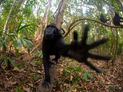 Aksi Kocak Para Hewan yang Terabadikan Kamera, Bikin Ngakak