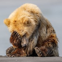 Nikon Comedy Wildlife Awards 2024