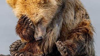 ‘Forgot Your Birthday… Again!’ karya Charles Janson Foto: Nikon Comedy Wildlife Awards