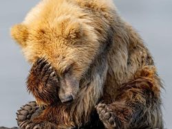 Aksi Kocak Para Hewan yang Terabadikan Kamera, Bikin Ngakak