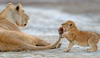 Nikon Comedy Wildlife Awards 2024