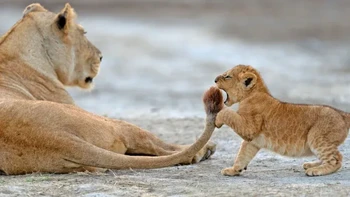 ‘Cheeky’ karya Barbara Fleming | Nikon Comedy Wildlife Awards Foto: Nikon Comedy Wildlife Awards