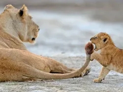 Aksi Kocak Para Hewan yang Terabadikan Kamera, Bikin Ngakak
