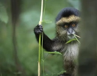 Nikon Comedy Wildlife Awards 2024