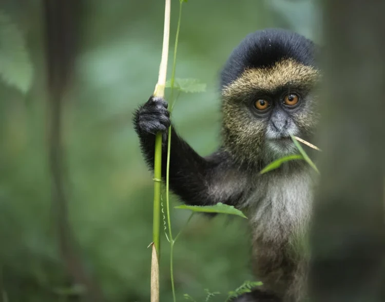 Nikon Comedy Wildlife Awards 2024