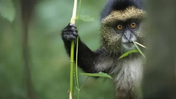 ‘Peek-a-Boo’ karya Amish Chhagan Foto: Nikon Comedy Wildlife Awards
