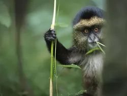 Aksi Kocak Para Hewan yang Terabadikan Kamera, Bikin Ngakak