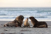 Nikon Comedy Wildlife Awards 2024