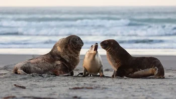 ‘Naughty Boys’ karya Alexis Choblet Foto: Nikon Comedy Wildlife Awards