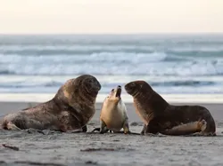 Aksi Kocak Para Hewan yang Terabadikan Kamera, Bikin Ngakak