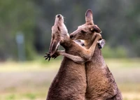 Nikon Comedy Wildlife Awards 2024