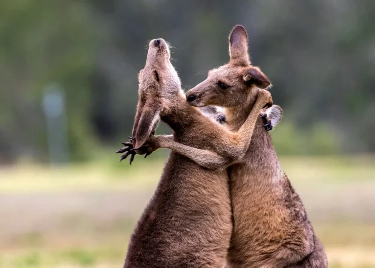 Nikon Comedy Wildlife Awards 2024