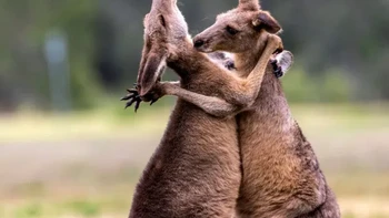 ‘Roo-mantic Moments’ karya Alexander Babych Foto: Nikon Comedy Wildlife Awards