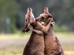 Aksi Kocak Para Hewan yang Terabadikan Kamera, Bikin Ngakak