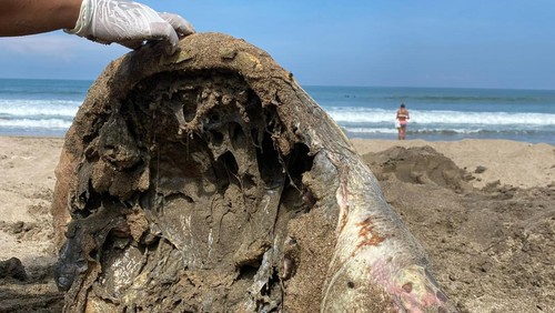 Kondisi penyu terdampar di Pantai Legian ditemukan bersih tanpa organ dalam dan hanya menyisakan tempurung dan kepala (13/3/2025). (dok. Yayasan WAI)