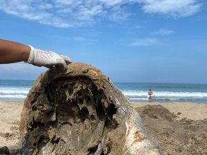 Faktor Iklim-Sampah Jadi Penyebab Mamalia Laut Terdampar di Pesisir Bali