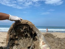 Penyu tanpa Organ Dalam Terdampar di Pantai Legian, Diduga Ulah Manusia