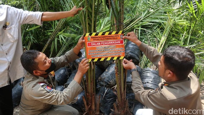 Petugas Satpol PP Kabupaten Kuningan memasang stiker segel pada bibit sawit ilegal yang akan ditanam di lahan Desa Dukuhbadag, Kecamatan Cibingbin, Kamis (13/3/2025)