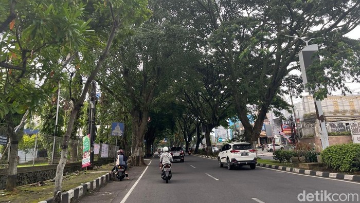Pohon-pohon di Suhat Malang yang terancam ditebang