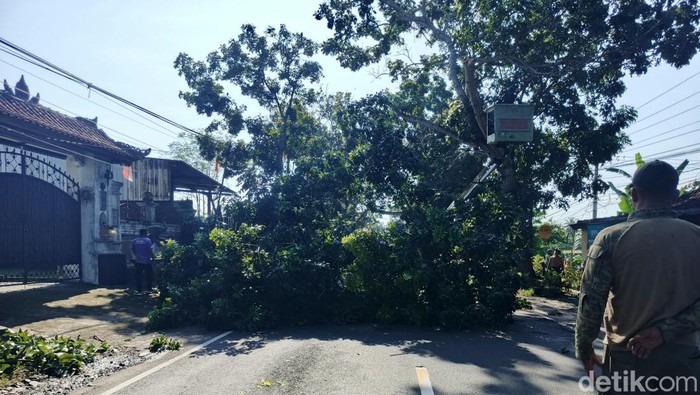 Proses pemotongan pohon di Jalan Denpasar-Gilimanuk oleh tim gabungan di wilayah Kecamatan Negara, Jembrana, Bali, Rabu (12/3/2025). (Foto: I Putu Adi Budiastrawan/detikBali)