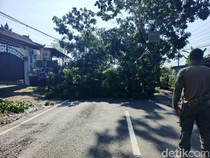 Jelang Arus Mudik Lebaran, Puluhan Pohon di Jalan Denpasar-Gilimanuk Ditebang