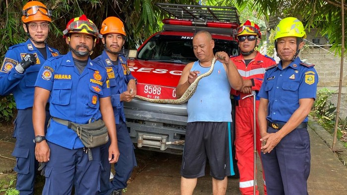 Ular piton masuk kandang burung rumah warga di Bogor