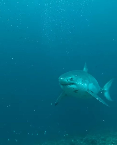 Video viral hiu putih terekam kamera penyelam di Nusa Penida, Klungkung, Bali, Rabu (12/3/2025). (IG @foffo4)