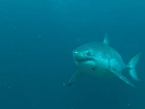 Viral Hiu Putih Muncul di Perairan Nusa Penida, Sempat Dekati Penyelam