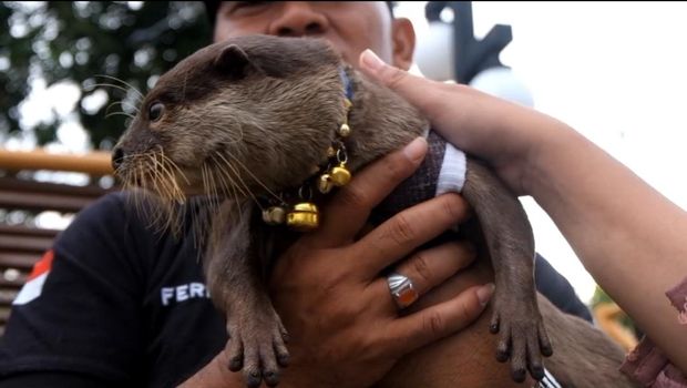 Animal Lovers Probolinggo