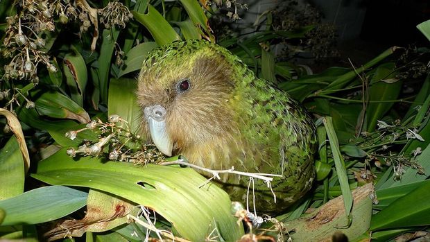 Burung Kakapo