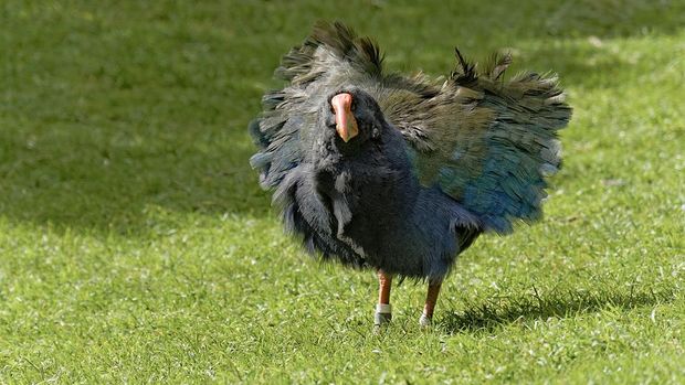 Burung Takahe