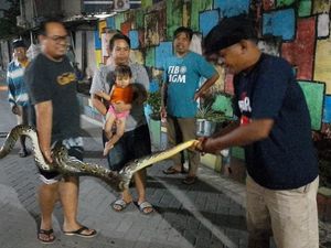 Perjuangan Dramatis Warga Pogung Lor Sleman Evakuasi Sanca 3 Meter
