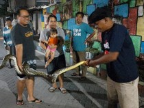 Sempat Berontak, Sanca 3 Meter Dievakuasi di Gorong-gorong Pogung Lor Sleman