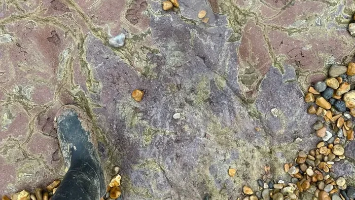 Jejak dinosaurus