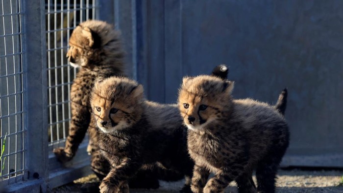 One of the three newborn cheetah cubs eats in his cage at the Lunaret Zoo in Montpellier, France, March 12, 2025. REUTERS/Manon Cruz