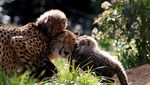 Lucunya Bayi Cheetah Penghuni Baru Bonbin Lunaret
