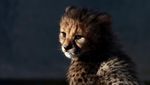 Lucunya Bayi Cheetah Penghuni Baru Bonbin Lunaret