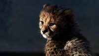 Tiga bayi cheetah ini menambah koleksi Kebun Binatang Lunaret. 