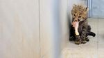 Lucunya Bayi Cheetah Penghuni Baru Bonbin Lunaret
