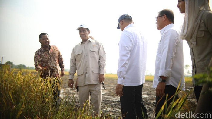 Menteri Pertanian Amran Sulaiman panen gabah di Gresik