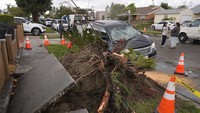 Sebuah pohon tumbang di Pico Rivera, California, Kamis (13/3/2024).